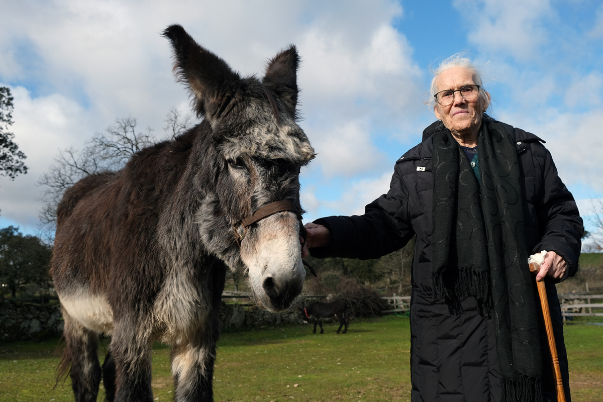 O reencontro da Dona Inácia e o seu burro Perdigão
