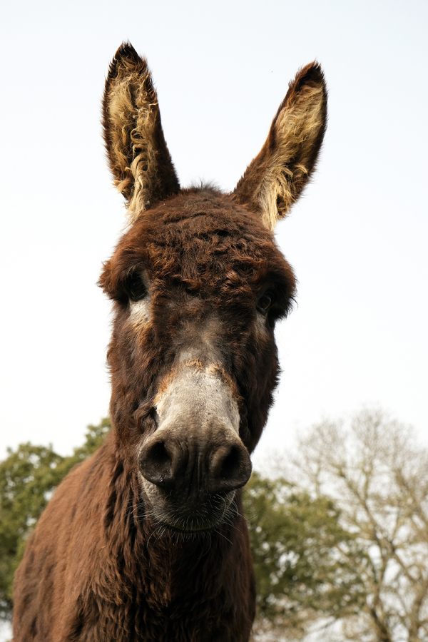 Novo lar, novo começo para o Jacó