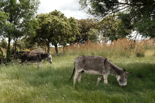 O Centro de Acolhimento do Burro já cuidou de mais de 250 animais